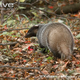 Illustration for article titled Monday Mustelid - Meles leucurus Edition
